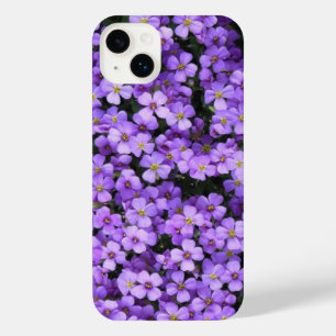 Violet Spring Flowers Violet