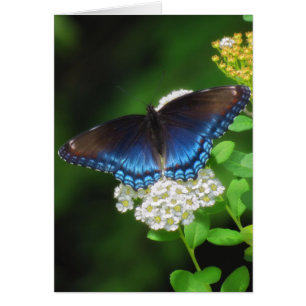 Violet tacheté rouge - Papillon
