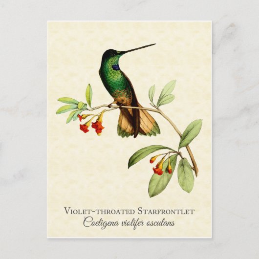 Violet Throated Hummingbird Art Briefkaart (Voorkant)
