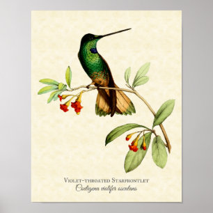Violet-throtatie Starfrontlet Hummingbird Art Prin Poster