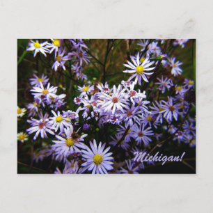 Violet Wild Aster Briefkaart