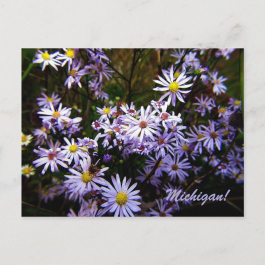 Violet Wild Aster Briefkaart (Voorkant)