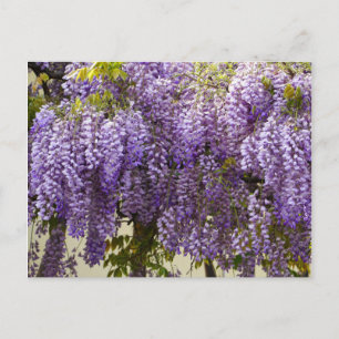 Violet Wisteria Flowers Briefkaart
