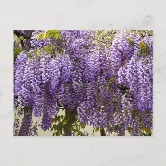 Violet Wisteria Flowers Briefkaart (Voorkant)