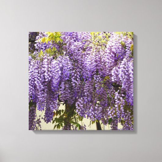 Violet Wisteria Flowers Canvas Afdruk (Voorkant)