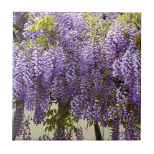 Violet Wisteria Flowers Tegeltje