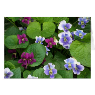 Violets