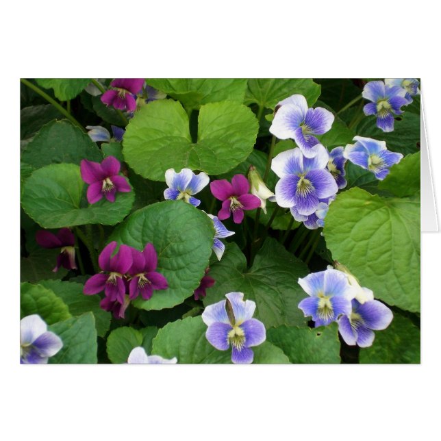 Violets (Devant horizontal)