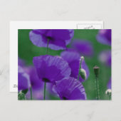violett Mohn Art Briefkaart (Voorkant / Achterkant)