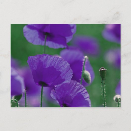 violett Mohn Art Briefkaart (Voorkant)
