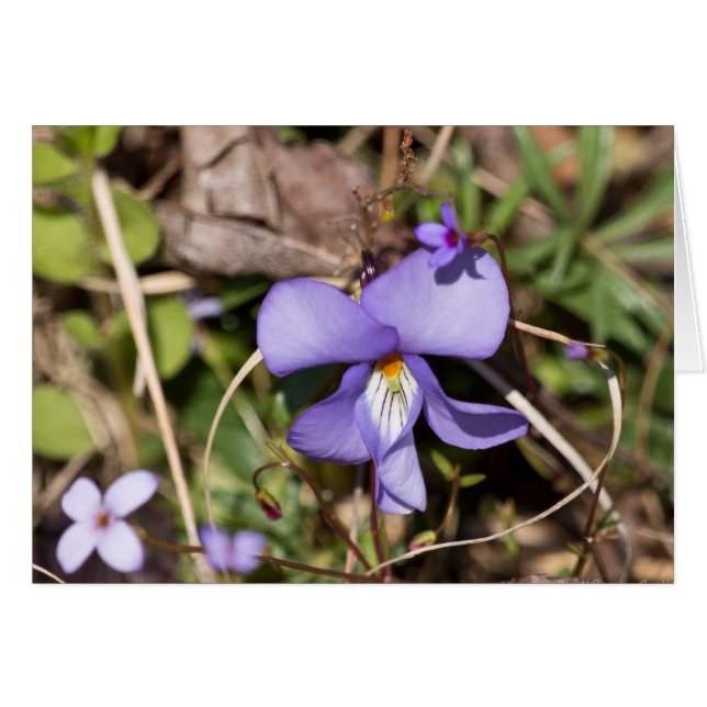 Violette pied-d'oiseau avec bluets (Devant horizontal)