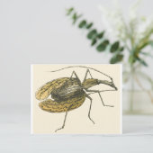 Violin Beetle Briefkaart (Staand voorkant)