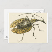 Violin Beetle Briefkaart (Voorkant / Achterkant)