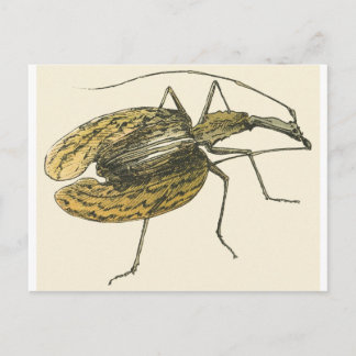Violin Beetle Briefkaart