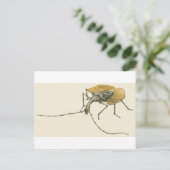Violin Beetle Briefkaart (Staand voorkant)