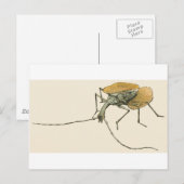 Violin Beetle Briefkaart (Voorkant / Achterkant)