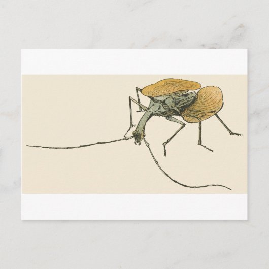 Violin Beetle Briefkaart (Voorkant)