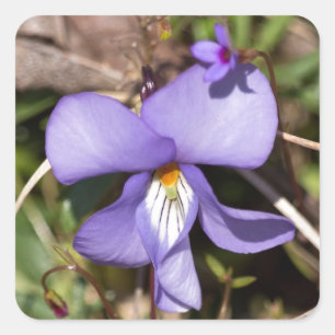 Viooltje met Bluets Vierkante Sticker