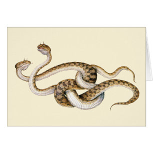 Vipers à cornes