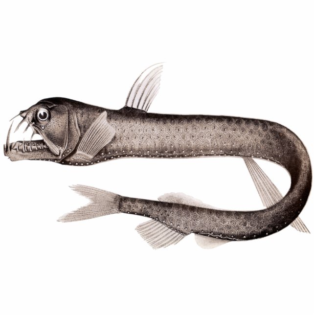 Viperviscoutout Magnet/Sculptuur Fotobeeldje Magneet (Voorkant)