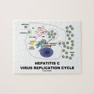 Virale replicatiecyclus van hepatitis C Legpuzzel