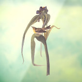 Vireo Songbird van Audubon Raamsticker (Vel 3)