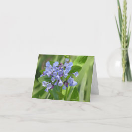 Virginia bluebell (Mertensia virginica) kaart