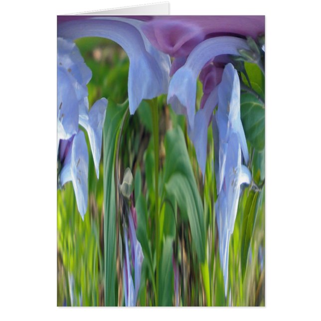 Virginia Bluebells Abstrait (Devant)