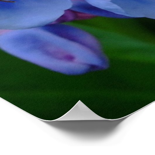 Virginia Bluebells, affiche (Coin)
