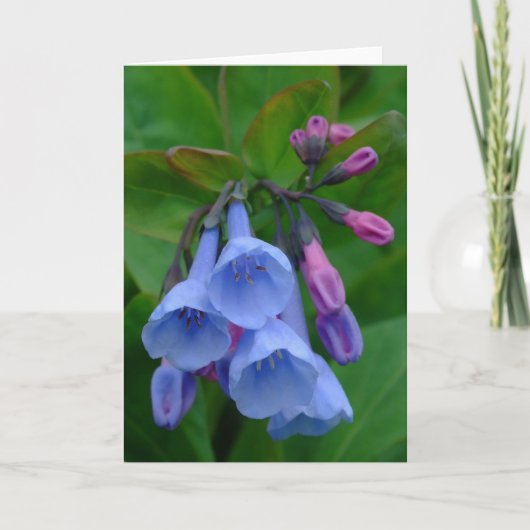 Virginia Bluebells, carte (Devant)