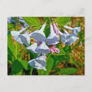 Virginia Bluebells Coordinated Items Briefkaart
