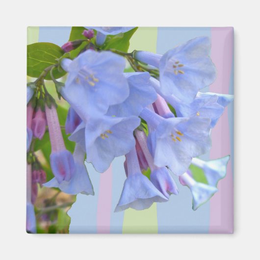 Virginia Bluebells Fleur sauvage Magnet (Devant)