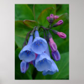 Virginia Bluebells, Poster (Voorkant)