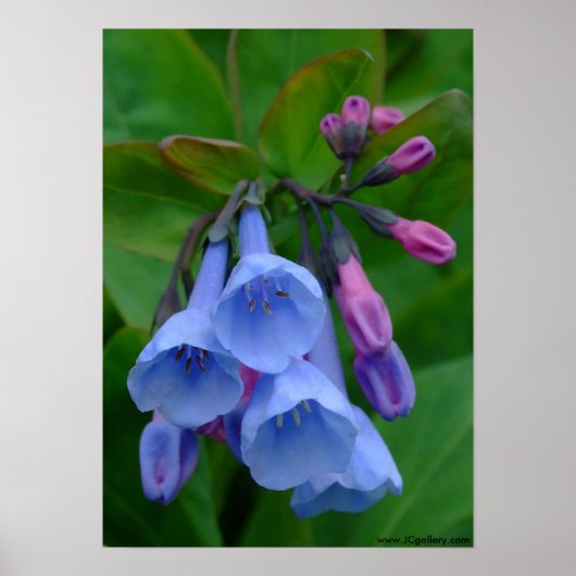 Virginia Bluebells, Poster (Voorkant)