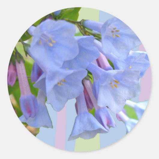 Virginia Bluebells Wildflower Sticker (Voorkant)