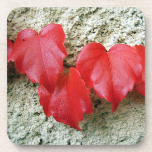 Virginia Creeper Feuilles Dessous de verre en plas