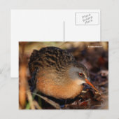 Virginia Rail Waterbird in Underborstel Briefkaart (Voorkant / Achterkant)