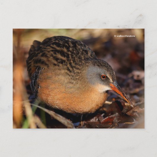 Virginia Rail Waterbird in Underborstel Briefkaart (Voorkant)