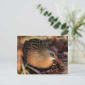 Virginia Rail Waterbird in Underborstel Briefkaart (Staand voorkant)