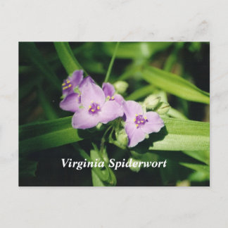 Virginia Spiderwort Briefkaart