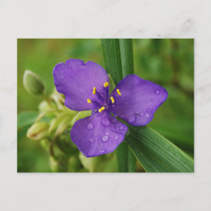 Virginia Spiderwort Flower briefkaart