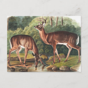 Virginiaanse deer (Cervus Virginianus) Illustratie Briefkaart