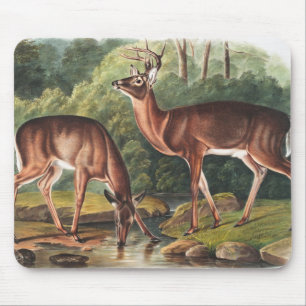 Virginiaanse deer (Cervus Virginianus) Illustratie Muismat
