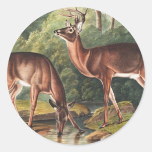Virginiaanse deer (Cervus Virginianus) Illustratie Ronde Sticker