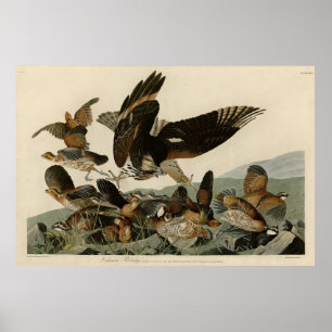 Virginianische patrijs, Amerikaanse vogelvogels va Poster
