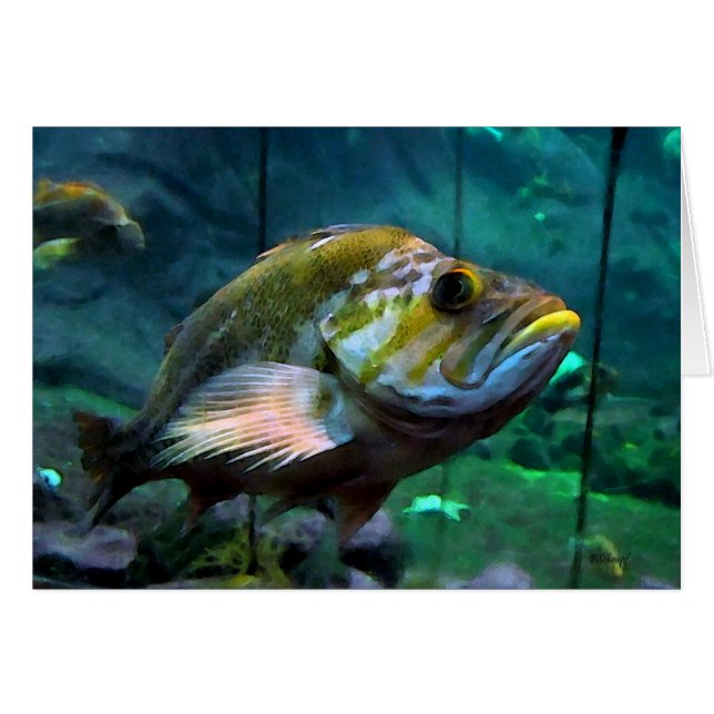 vis (Voorkant Horizontaal)