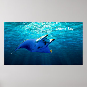 Vis Afbeelding voor poster