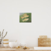 Vis - Albino Mollies - Poecilia latipinna P/folio Poster (Keuken)