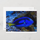 vis briefkaart (Voorkant / Achterkant)