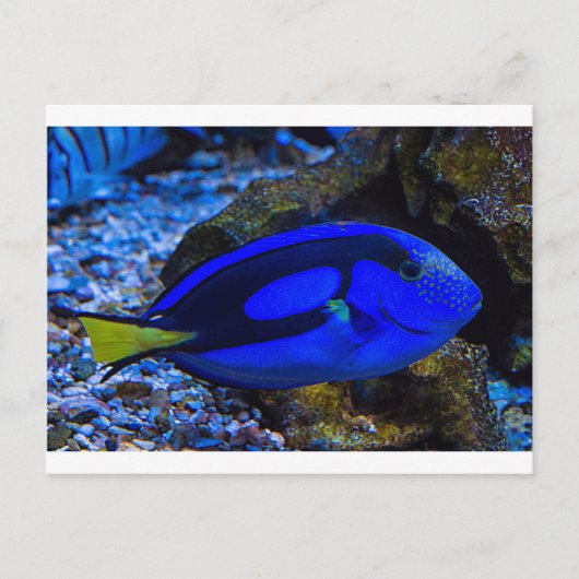 vis briefkaart (Voorkant)